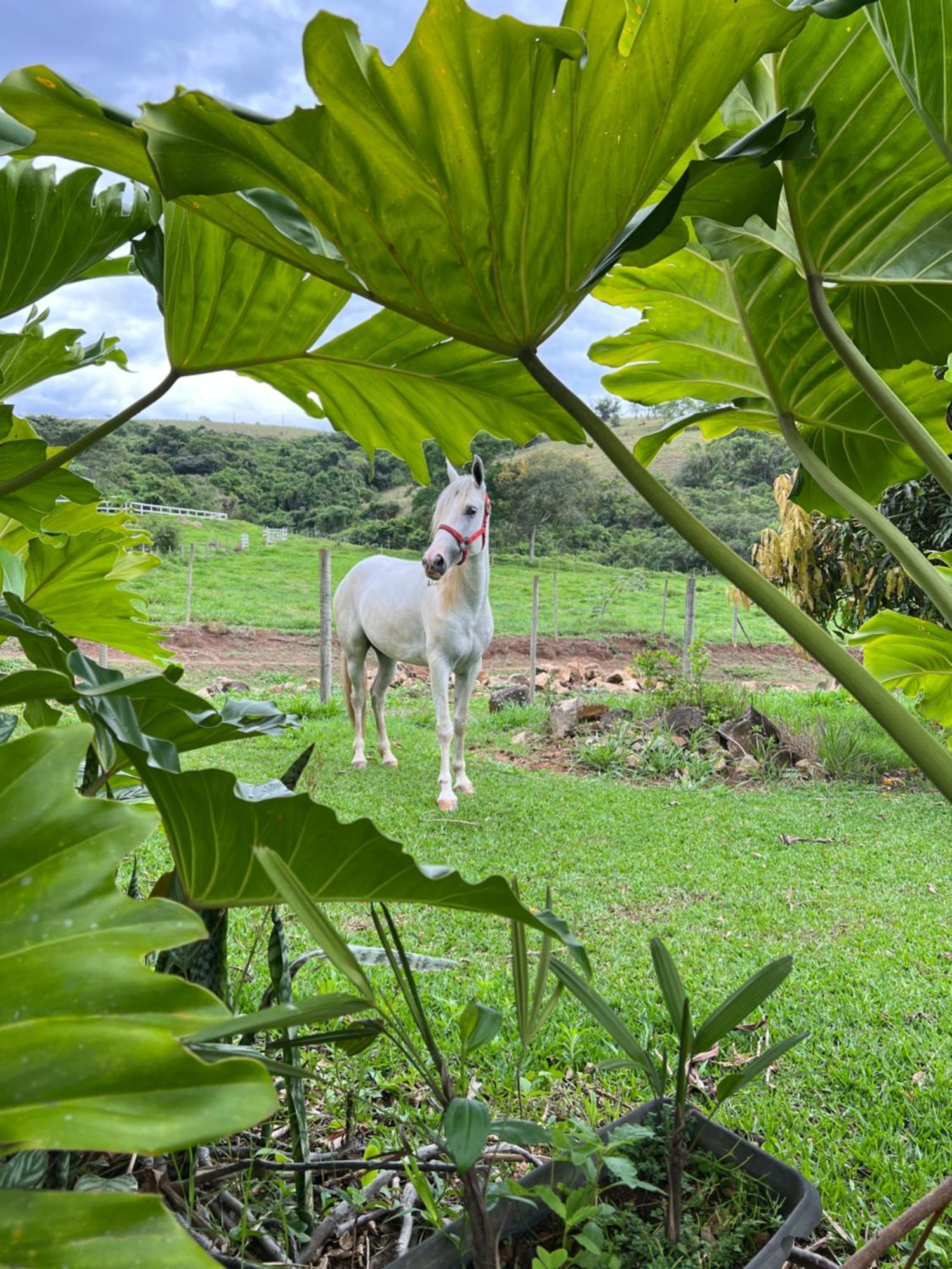 Fazenda Do Engenho Hotel Santa Rita do Rio Abaixo Kültér fotó