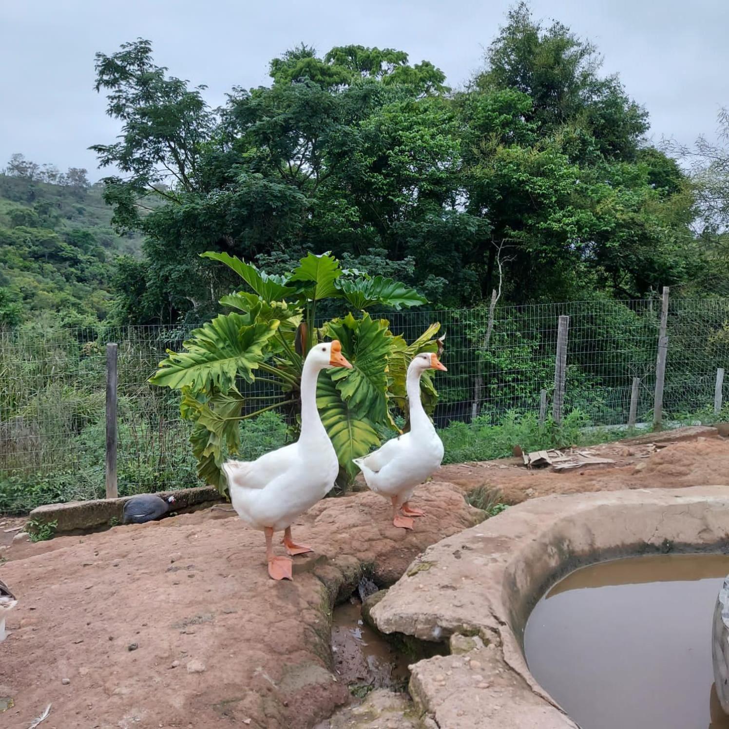 Fazenda Do Engenho Hotel Santa Rita do Rio Abaixo Kültér fotó